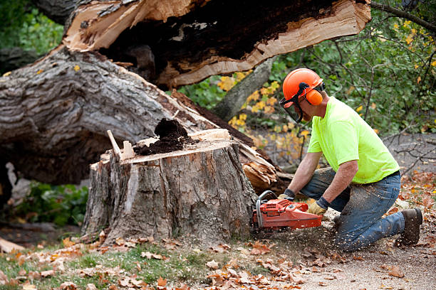 Tree Branch Trimming in Elko, NV